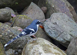 Slaty-backed Forktail