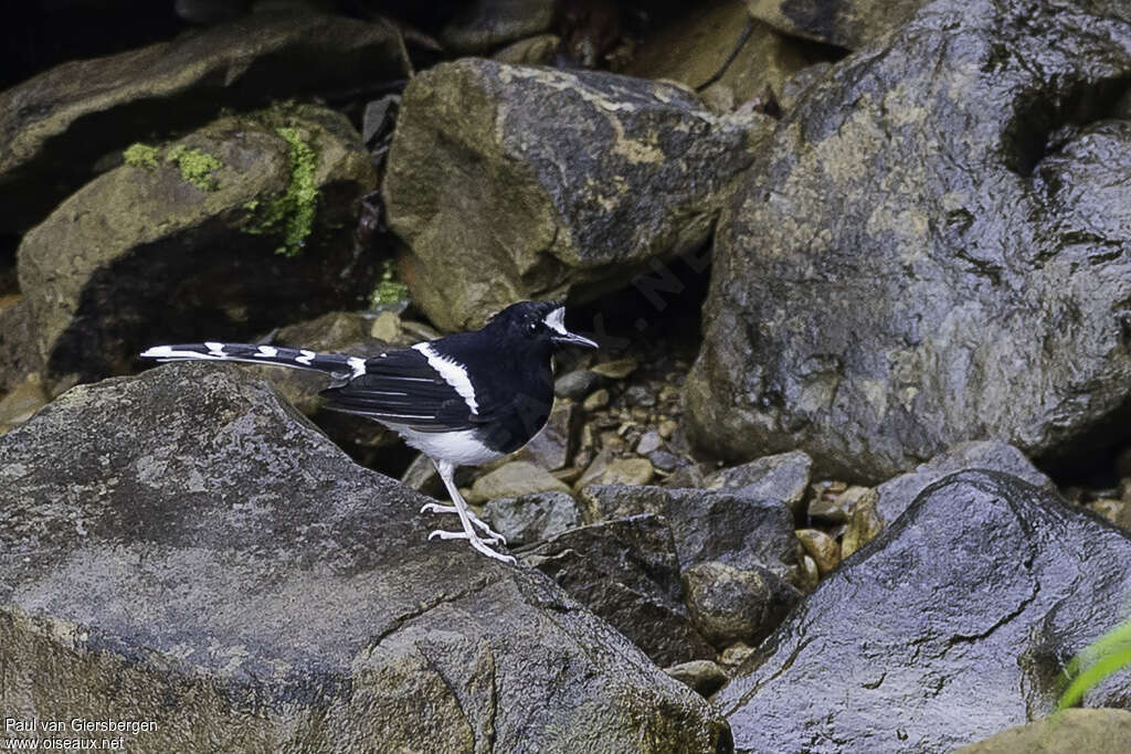 Bornean Forktailadult