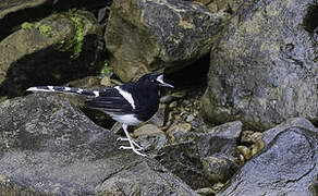 Bornean Forktail