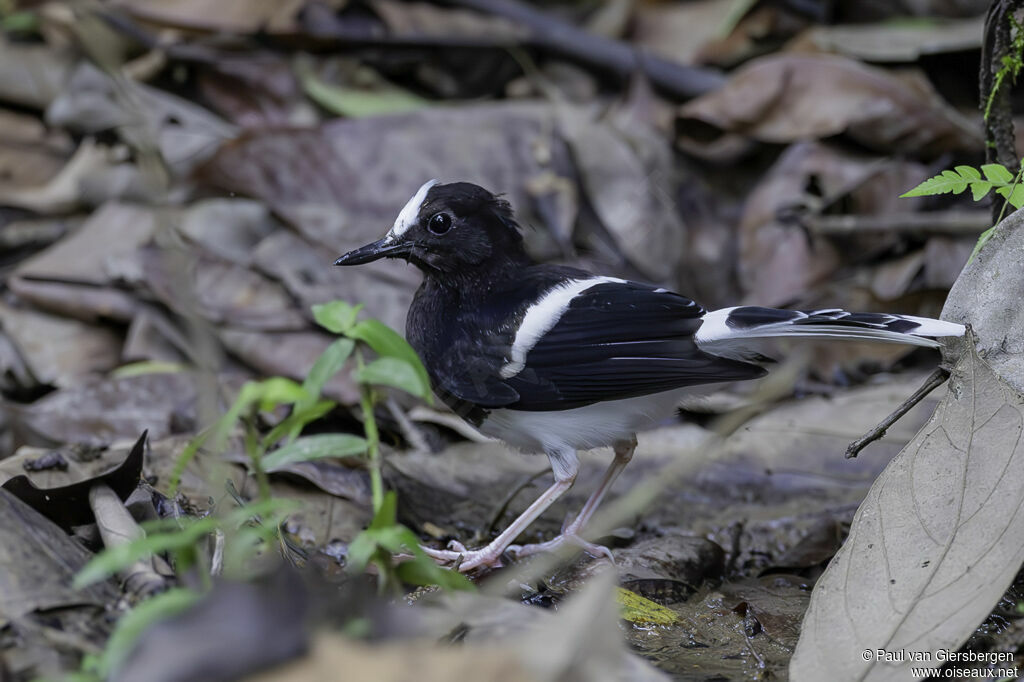 White-crowned Forktailadult