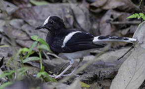 White-crowned Forktail