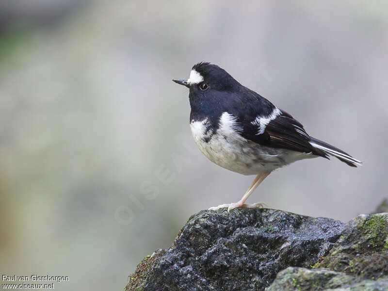 Little Forktailadult, identification