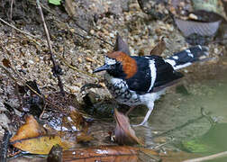 Chestnut-naped Forktail