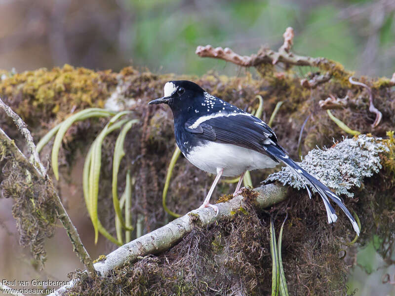 Spotted Forktail