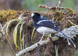 Spotted Forktail