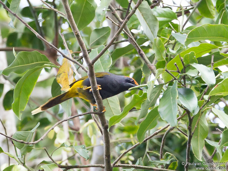 Fiery-browed Starling