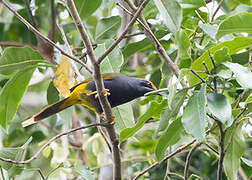 Fiery-browed Starling