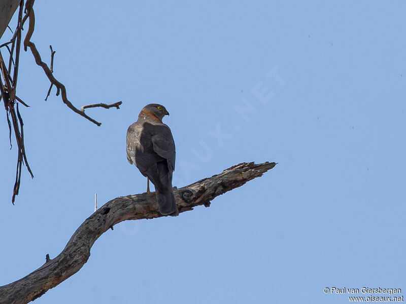 Collared Sparrowhawk