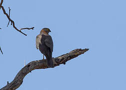 Collared Sparrowhawk