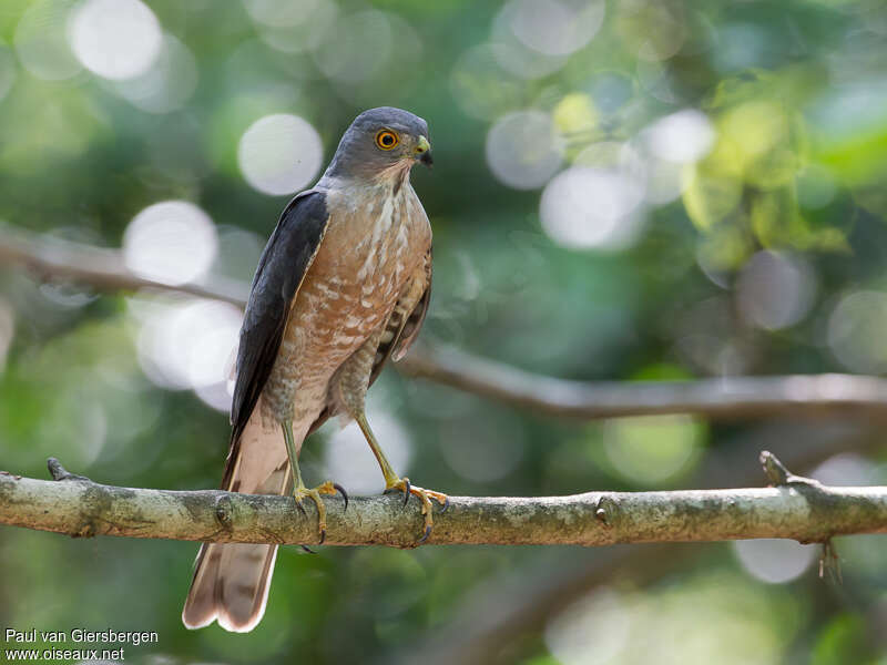 Épervier besraadulte, identification