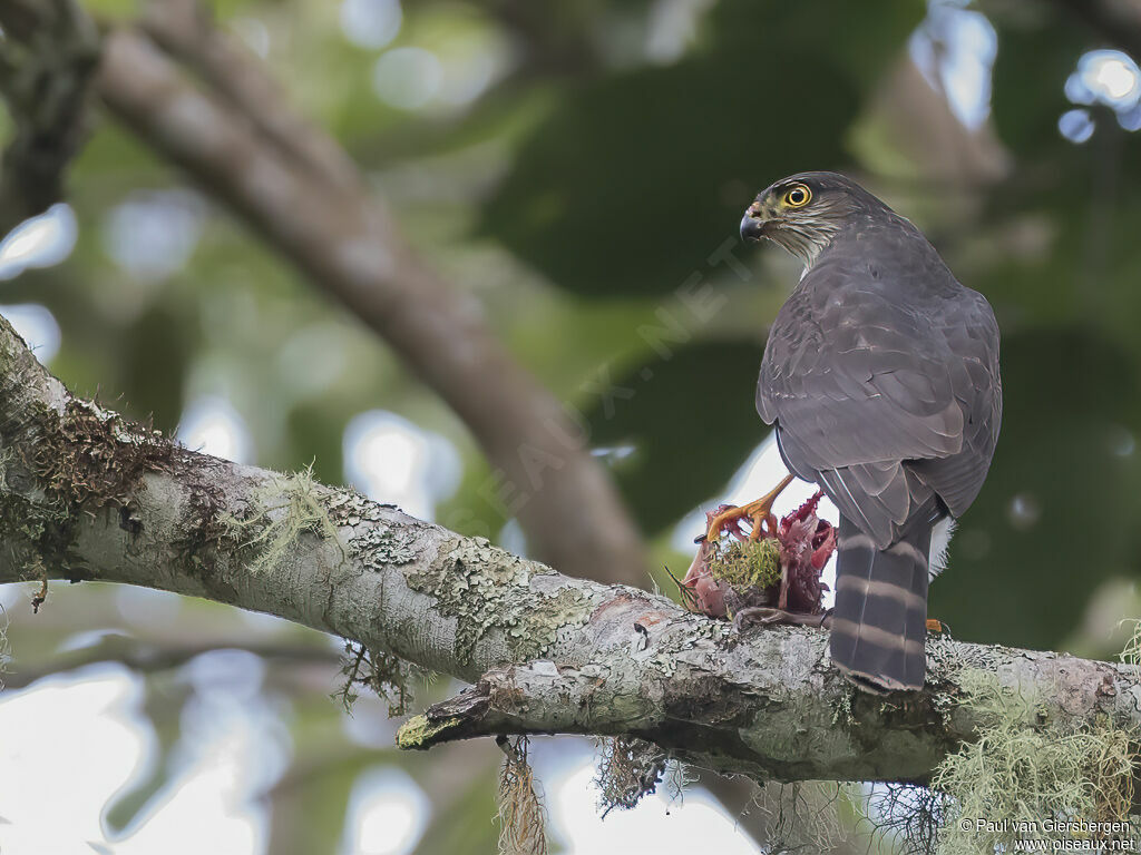 Sharp-shinned Hawkadult