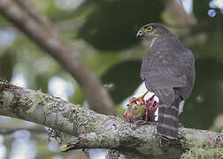 Sharp-shinned Hawk