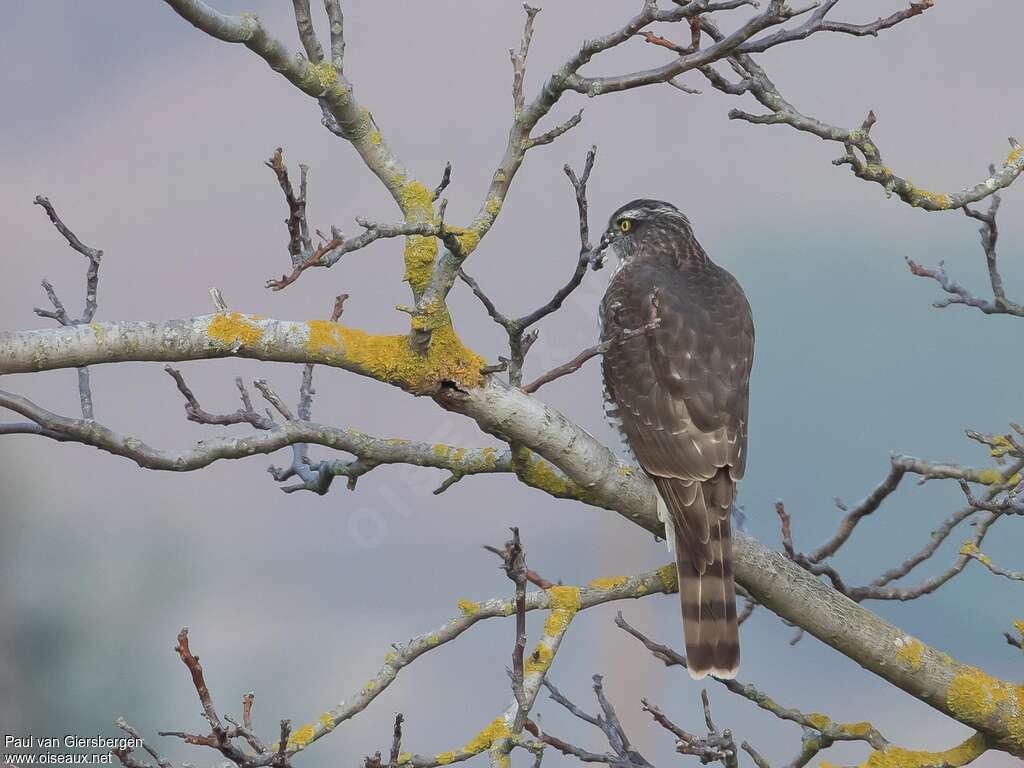 Épervier d'Europeadulte, habitat, pêche/chasse