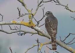 Eurasian Sparrowhawk