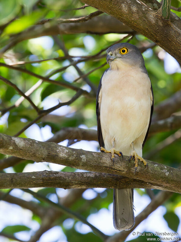 Frances's Sparrowhawkadult