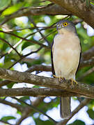 Frances's Sparrowhawk