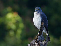 Frances's Sparrowhawk