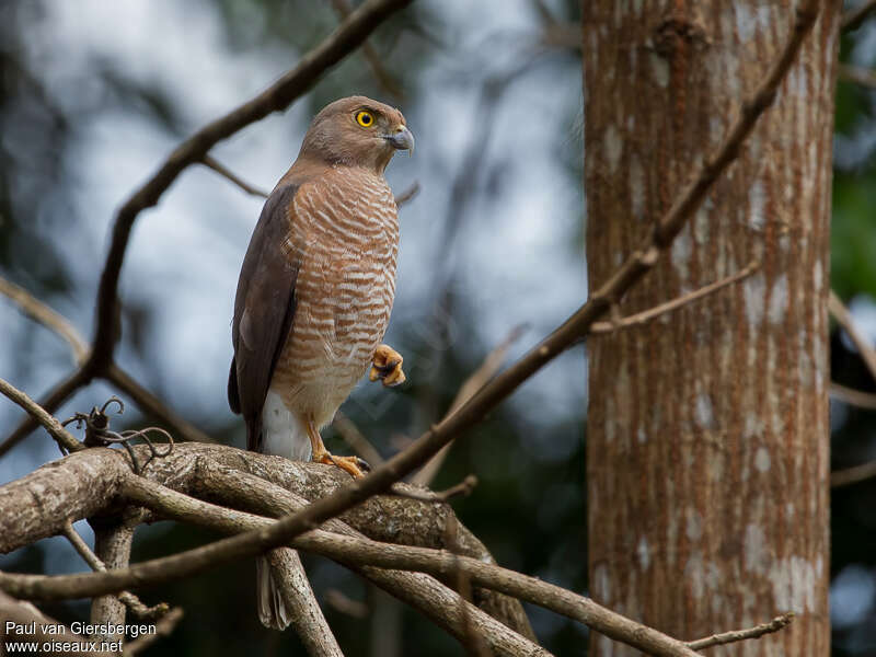 Frances's Sparrowhawk female adult