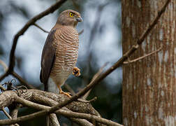 Frances's Sparrowhawk