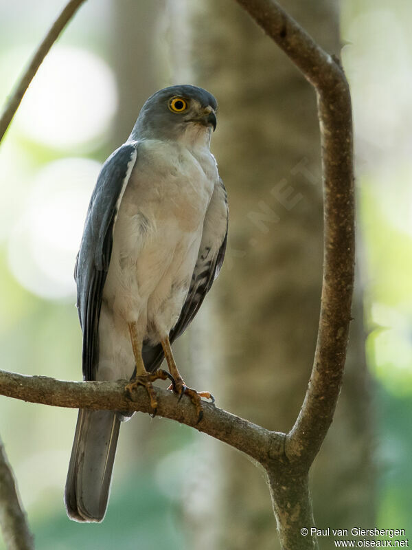 Frances's Sparrowhawk male adult