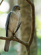 Frances's Sparrowhawk