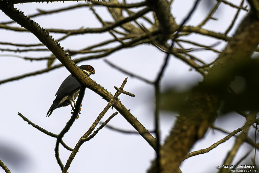 Red-thighed Sparrowhawk