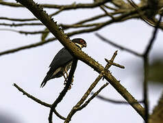 Red-thighed Sparrowhawk