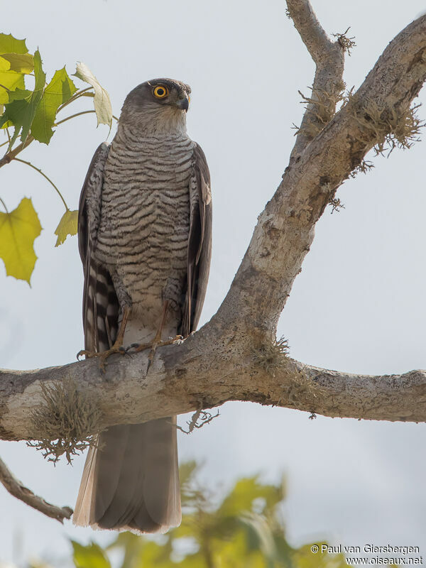 Madagascar Sparrowhawkadult