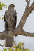 Madagascan Sparrowhawk