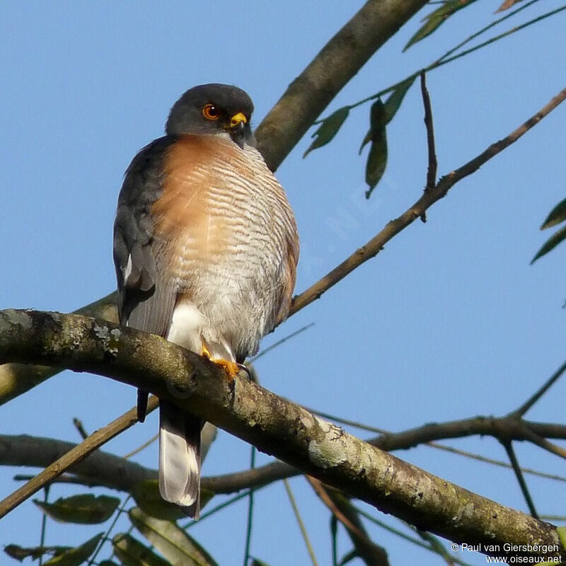 Little Sparrowhawk