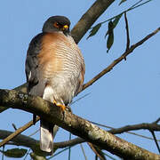 Little Sparrowhawk