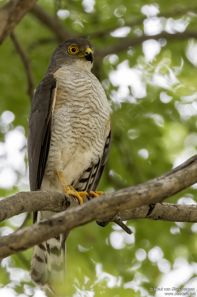 Little Sparrowhawkadult