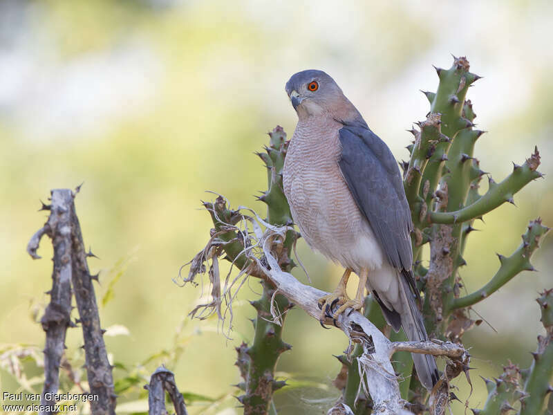 Shikra male adult, identification