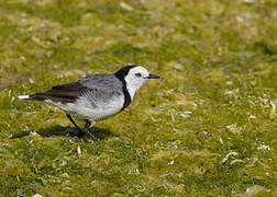 White-fronted Chat