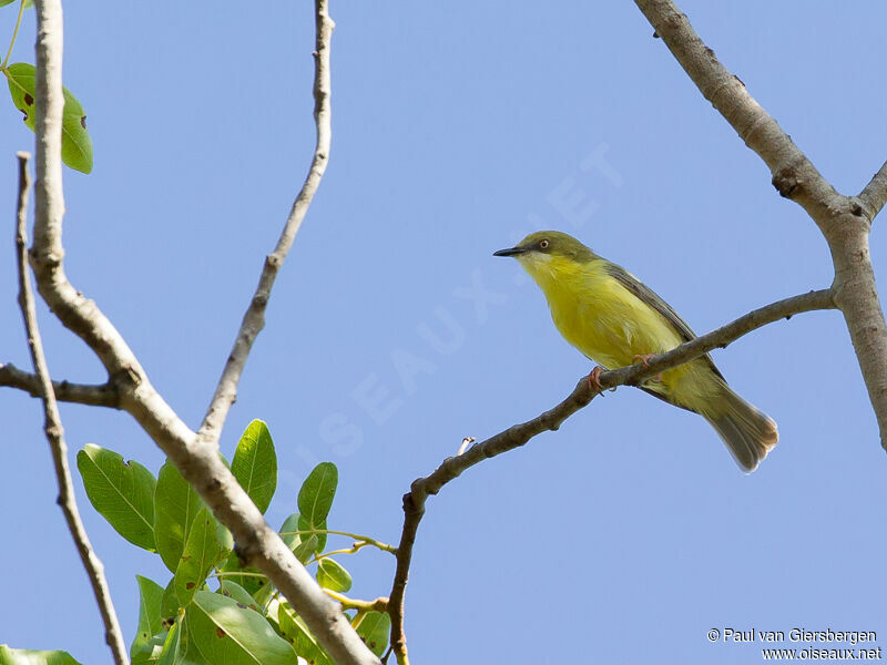 Green-capped Eremomela