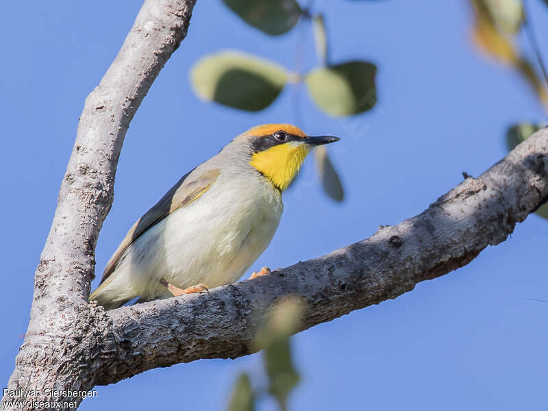 Black-necked Eremomelaadult