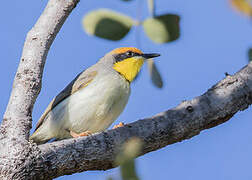 Black-necked Eremomela