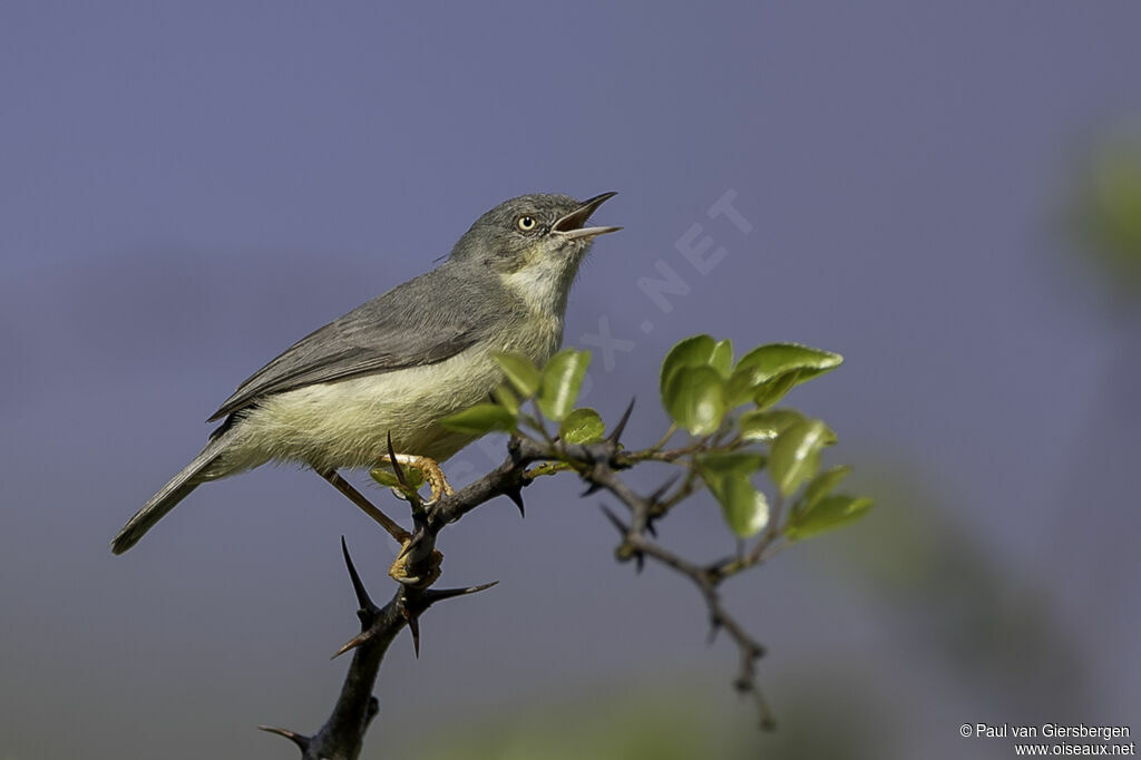 Burnt-necked Eremomelaadult