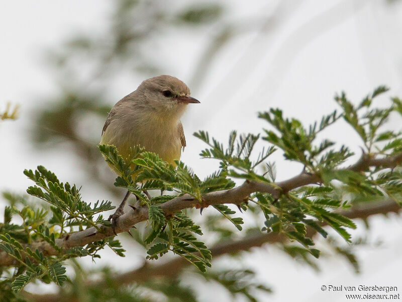 Yellow-bellied Eremomela