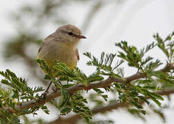 Yellow-bellied Eremomela