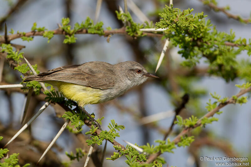 Yellow-bellied Eremomela