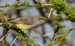 Yellow-bellied Eremomela