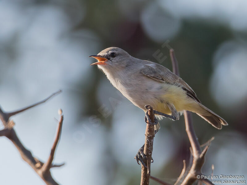 Yellow-bellied Eremomela