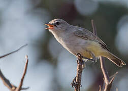 Yellow-bellied Eremomela