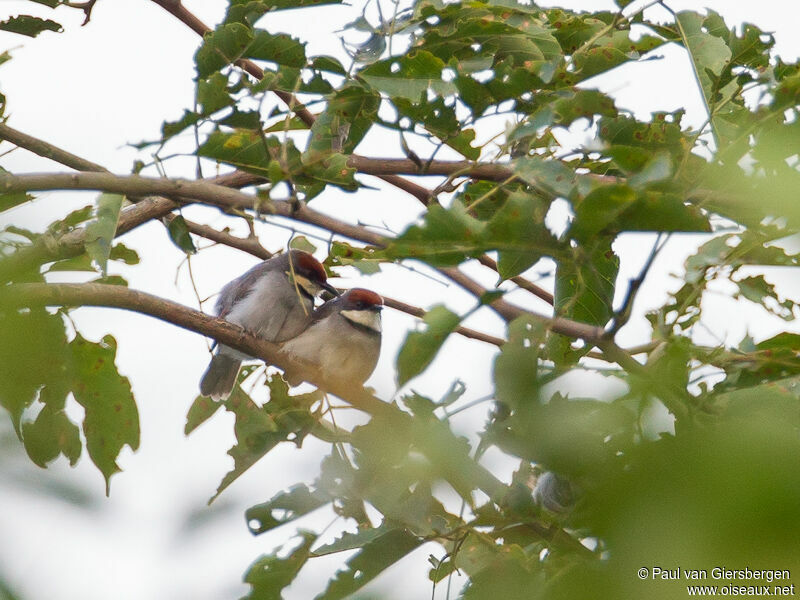 Rufous-crowned Eremomela