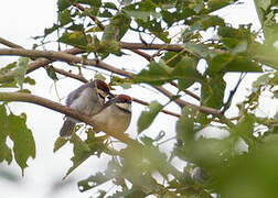 Rufous-crowned Eremomela