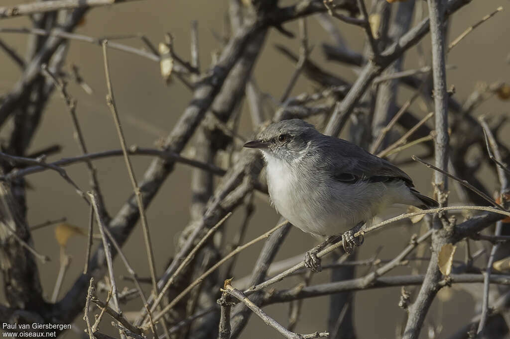 Yellow-vented Eremomelaadult, habitat, pigmentation