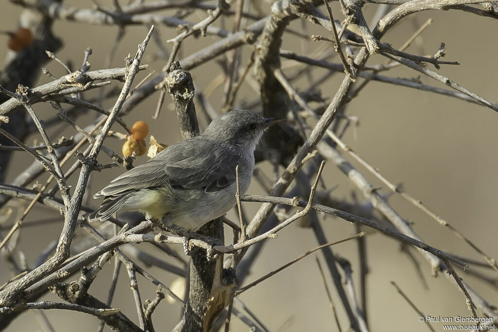 Yellow-vented Eremomela