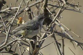 Yellow-vented Eremomela