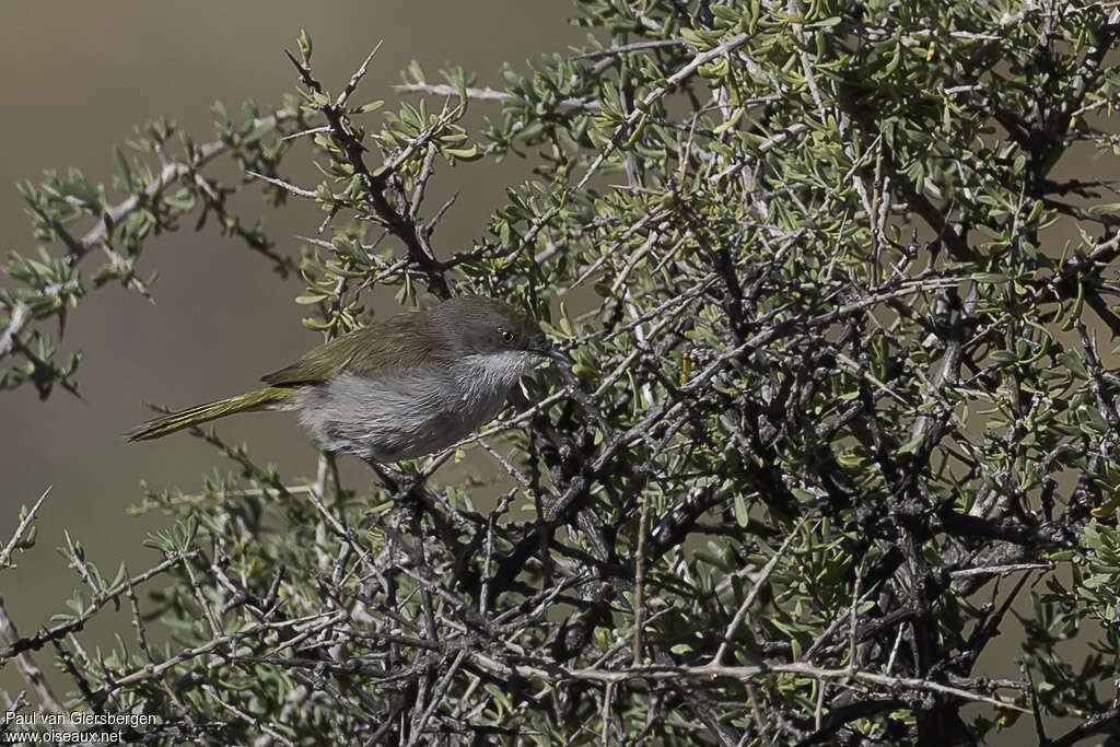 Érémomèle du Karrooadulte, identification